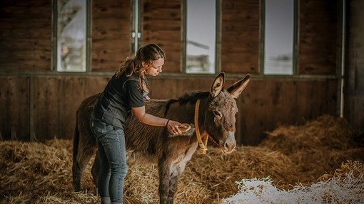 Janneke grooming a donkey