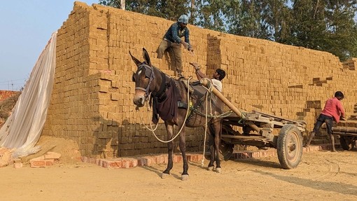 Unloading bricks from a working equine's cart. 