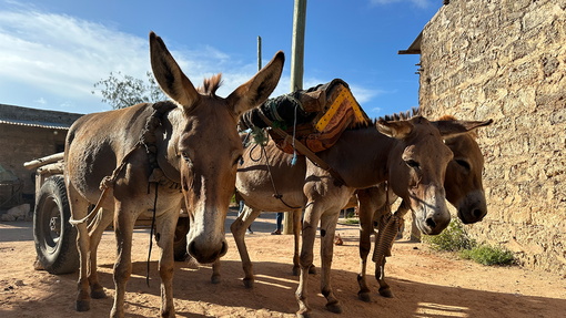 Three donkeys with a cart in Kenya, Africa.