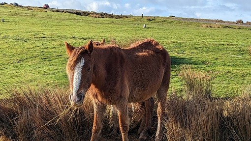 A chestnut mare rescued as part of the Gelligaer operation. Credit: RSPCA.