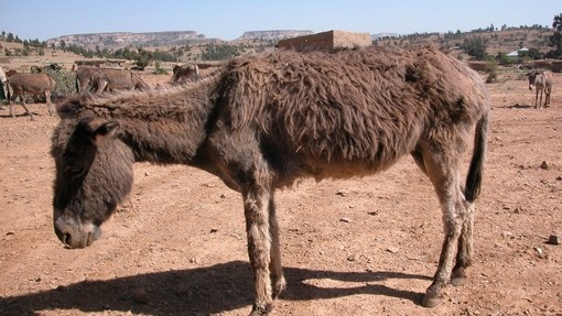 African donkey showing signs of dullness and inappetence.