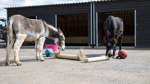 Alfie and Benjy, Belfast adoption donkeys enjoying some enrichment activities.