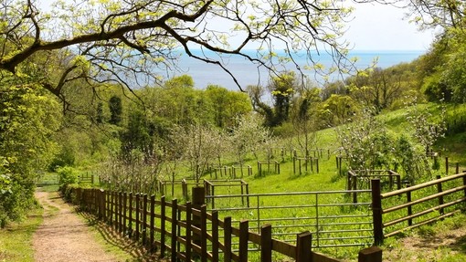 The Field of Dreams at The Donkey Sanctuary Sidmouth.