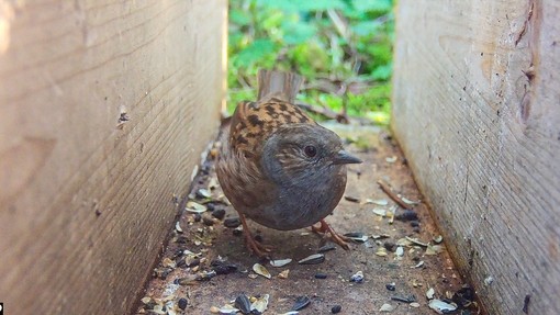 Dunnock bird captured by camera trap.