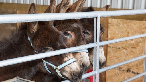 Carluke rescue donkeys.