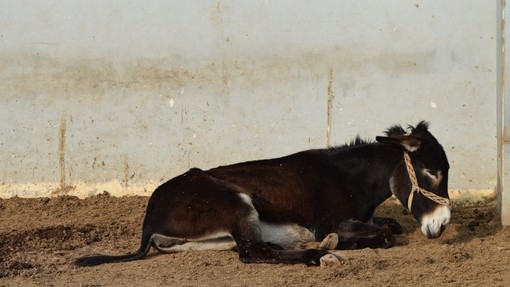 Donkey in China waiting to be slaughtered.
