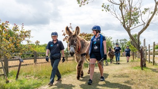 Dartanyan and Jump being led back to their home in Shelter 6 at The Donkey Sanctuary Sidmouth.