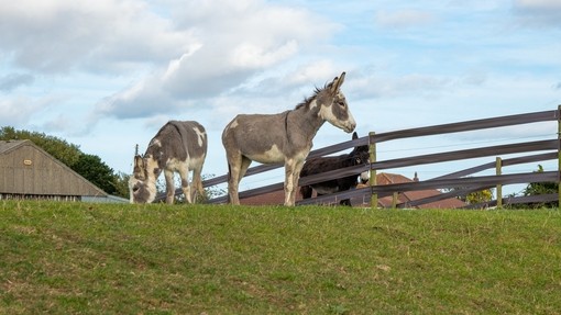 Dolly and Daphne standing on top of a hill.