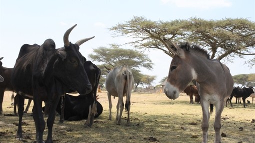 Donkey with cattle herd, Ethiopia.