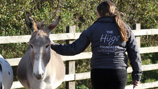 Donkey assisted activities session with the hugs foundation charity at Sidmouth.