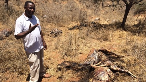 Donkey carcass.