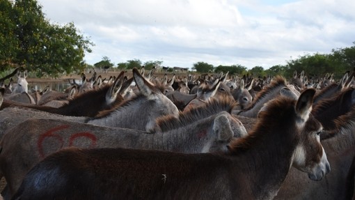 Hundreds of donkeys in holding pen, Brazil.