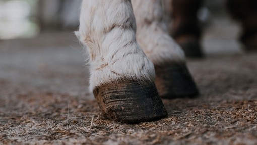 Donkey's hooves.