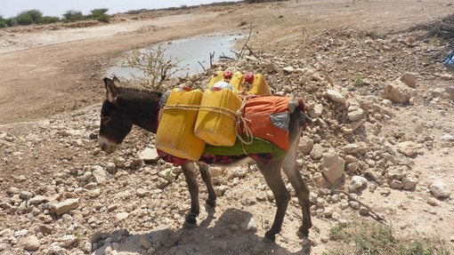 Donkey loaded with jerry cans in Somaliland.