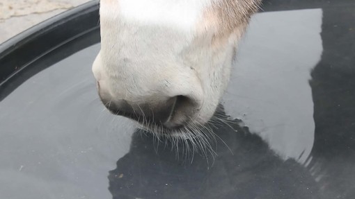 donkey muzzle drinking.