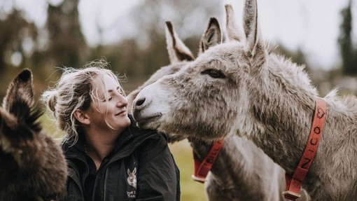 Donkey Nico getting attention from his groom.