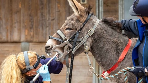 Donkey receiving dentistry check up by vet.