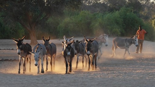 Donkey roundup before sundown, Brandberg, Namibia. © Knotig. All rights reserved