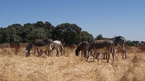 Donkeys benefitting from the mental stimulation of re-seeded paddocks at the Dona Rosa sanctuary in Spain.