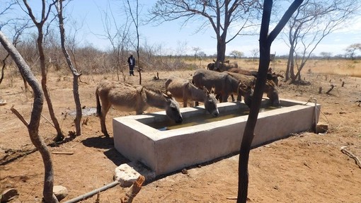 Donkeys drinking from The Donkey Sanctuary funded water point in Zimbabwe (credit: WLZ).