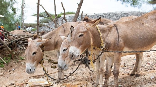 Three donkeys in Kenya feeding on bran