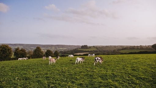 Donkeys grazing in Sidmouth.