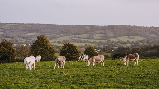 Donkeys grazing Sidmouth field.