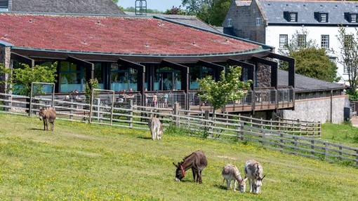 Donkeys in front of The Kitchen at Sidmouth