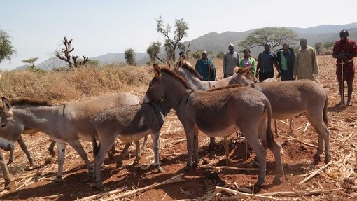 Donkeys in Tanzania. Credit: ASPA.