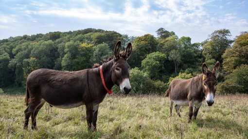 Donkeys participating in Freedom to Roam at The Donkey Sanctuary.