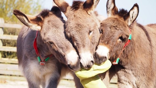 Donkeys with welly boot.