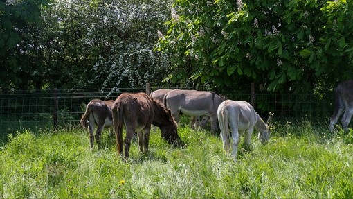 Donkeys grazing in Bee Field.