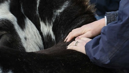 Equine Welfare Officer touching donkey.