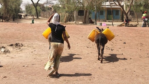 Ethiopia, woman and donkeys collecting water.