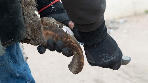 Farrier cutting donkeys hooves