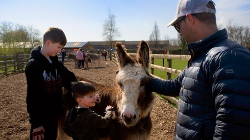 A firefighter and his family groom a donkey together.