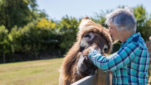 Women giving scratches to Poitou donkey