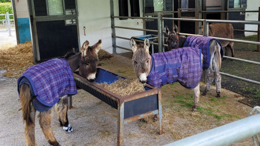 Gabriel the foal eating with friends.
