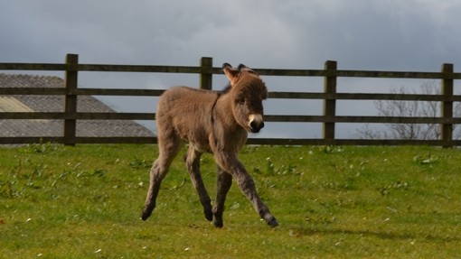 Jamie the foal.