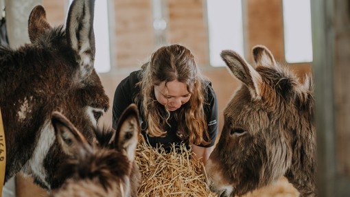 Janneke giving hay to three donkeys