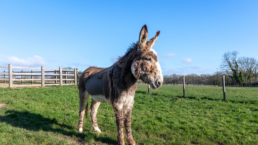 Joey stood in a field after recovering from his treatment.