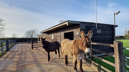 Jump and Dartanyan at their temporary accomodation.