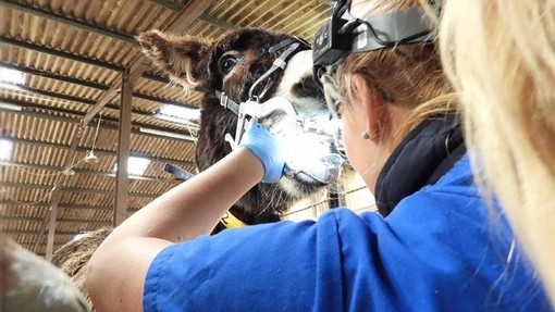 Katie Read carrying out dental work.