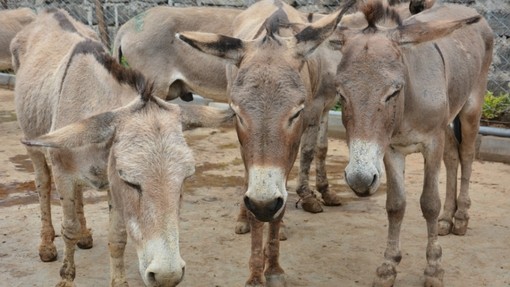 Donkeys in Keyna.