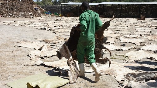 Worker in Kenya slaughterhouse carrying dried donkey skin.