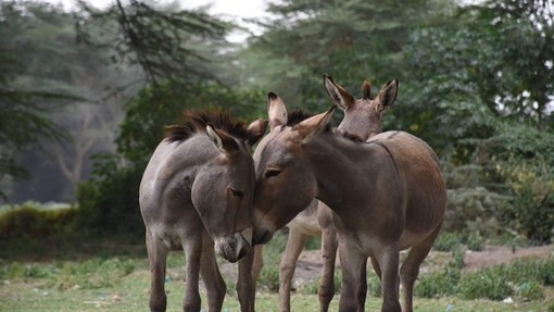 Group of donkeys in Kenya.