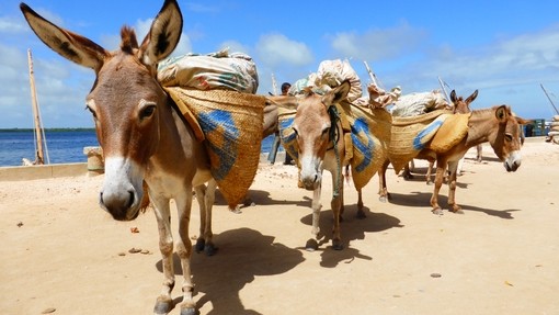 Donkeys working in Kenya.