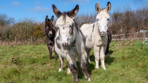 Three rescue donkeys.