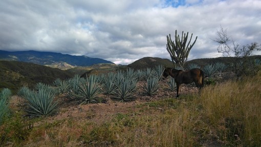 Mule with agave plants, Mexico.