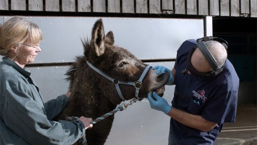 New arrivals donkey having dental check